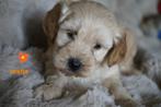 Sportieve tibetaanse terrier x labradoodle pups.(medium), Dieren en Toebehoren, Honden | Chihuahua's en Gezelschapshonden, Nederland