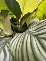 Calathea Orbifolia XL - Gebedsplant, Ophalen, Zo goed als nieuw