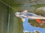 Japanse koi karpers hele Koi bestand 9 koi’s, Dieren en Toebehoren, Karper of Koi