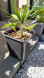 Trachycarpus Fortunei, Vaste plant, Bloeit niet, Halfschaduw, Ophalen