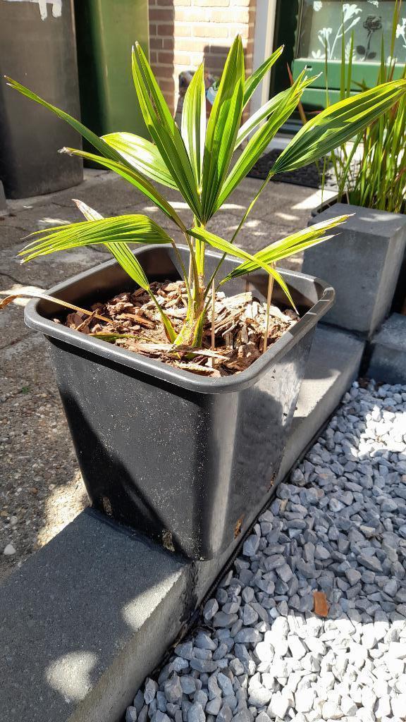 Trachycarpus Fortunei, Tuin en Terras, Planten | Tuinplanten, Vaste plant, Overige soorten, Halfschaduw, Bloeit niet, Ophalen