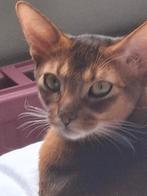 Bruin wildkleur abbesijn mannetje slank hoog op de poten., Kater, Met stamboom