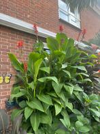 Cannalelies krijgen rode bloemen Cannas zijn Prachtig, Tuin en Terras, Planten | Tuinplanten, Volle zon, Vaste plant, Zomer, Ophalen