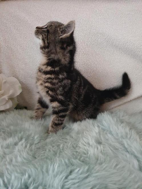 Schattige kittens. Moeder Mainecoon, Dieren en Toebehoren, Katten en Kittens | Overige Katten, Kortharig, Meerdere dieren, 0 tot 2 jaar