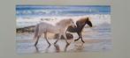 Paardenfoto op canvas 80 x 40 cm, Ophalen, Minder dan 50 cm, 50 tot 75 cm, Print