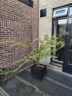 Japanse esdoorn, Ophalen, Halfschaduw, Overige soorten, 100 tot 250 cm
