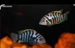 Jonge zebra ciclides, Dieren en Toebehoren, Vissen | Aquariumvissen, Vis