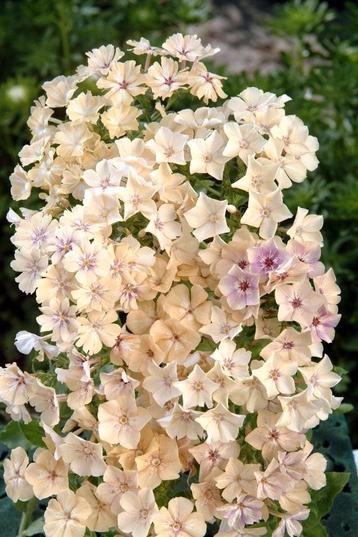 Phlox creme brulee plantjes te koop beschikbaar voor biedingen
