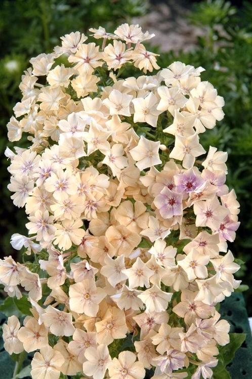 Phlox creme brulee plantjes te koop, Tuin en Terras, Planten | Tuinplanten, Overige soorten, Halfschaduw, Zomer, Ophalen