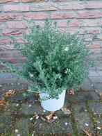 Westringia Fruticosa - Kust Rozemarijn uit Australië H: 50cm, Tuin en Terras, Planten | Tuinplanten, Zomer, Vaste plant, Overige soorten