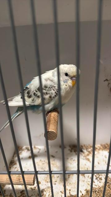 Split dun fallow (denk pop) beschikbaar voor biedingen