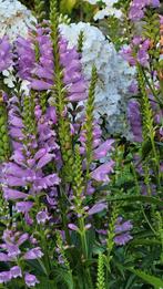 Diverse soorten planten in pot, Tuin en Terras, Planten | Tuinplanten, Zomer, Overige soorten, Ophalen, Volle zon