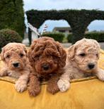 Labradoodle mini pups, Nederland, Overige rassen, 8 tot 15 weken, Meerdere