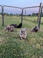 Dwergkees pups, mogen het nest verlaten, Dieren en Toebehoren, Keeshond, 8 tot 15 weken, CDV (hondenziekte), Meerdere