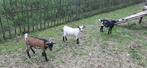 Leuke jonge dwergbokjes, Dieren en Toebehoren, Schapen, Geiten en Varkens, Mannelijk, Geit, 0 tot 2 jaar
