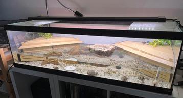 Schildpadden aquarium/bak tortum 100 met alles erop en eraan beschikbaar voor biedingen