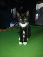 Te koop Kittens, Dieren en Toebehoren, Katten en Kittens | Raskatten | Korthaar, Meerdere dieren, Ontwormd