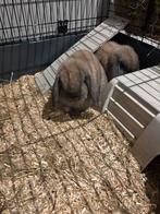 2 lieve dwerg konijnen, Dieren en Toebehoren, Konijnen, Meerdere dieren, Dwerg