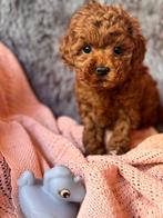 Rode toy poedel pups, Dieren en Toebehoren, Honden | Chihuahua's en Gezelschapshonden, Poedel, CDV (hondenziekte), 8 tot 15 weken