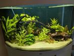Verschillende stekjes aquarium, Dieren en Toebehoren, Vissen | Aquaria en Toebehoren, Ophalen of Verzenden, Nieuw, Plant(en), Steen of Hout