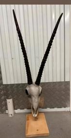 Schedel, Ophalen, Zo goed als nieuw, Schedel