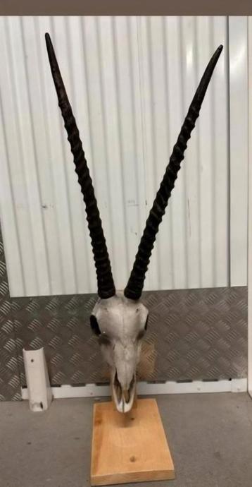 Schedel beschikbaar voor biedingen