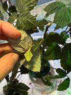 wandelend blad Giganteum psg72 nimfen, Dieren en Toebehoren, Overige soorten