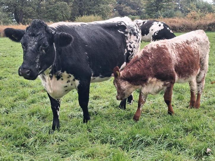 bb witrugkoe met vaarskalf en dikbilkoe met luxe stierkalf, Dieren en Toebehoren, Runderen, Vrouwelijk