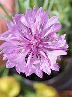 Centaurea cyanus,  korenbloem zaden, Ophalen of Verzenden, Voorjaar, Volle zon, Zaad