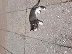 Boerderij Kittens., Dieren en Toebehoren, Meerdere dieren