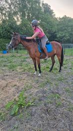 Lieve nrps merrie, Dieren en Toebehoren, Pony's, Merrie, Recreatiepony