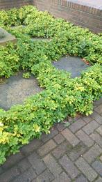 Pachysandra terminalis, bodembedekker,  groenblijvend, Tuin en Terras, Ophalen, Halfschaduw