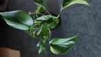 Scindapsus aureum, Ophalen of Verzenden, Overige soorten, Minder dan 100 cm