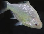 Mooie grote barbeel, Dieren en Toebehoren, Vissen | Aquariumvissen, Vis