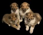Lieve Schotse Collie pups uit geteste ouders met stamboom, CDV (hondenziekte), Particulier, Meerdere, 8 tot 15 weken