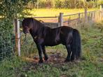 NSPS Dek Hengst, Dieren en Toebehoren, Pony's, Hengst, A pony (tot 1.17m), Met stamboom