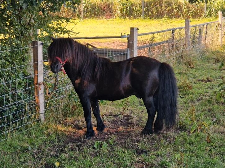 NSPS Dek Hengst, Dieren en Toebehoren, Pony's, Hengst, A pony (tot 1.17m), Met stamboom, Gechipt