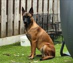 Mechelse Herder, 8 tot 15 weken, Meerdere, Meerdere dieren, Herder