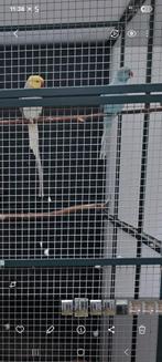 Koppel halsbandparkieten bleekstaarten, Dieren en Toebehoren, Vogels | Parkieten en Papegaaien, Meerdere dieren, Parkiet, Geringd
