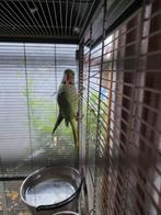 Groot Alexander, Mannelijk, Papegaai