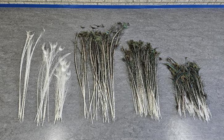 148 Veren / pauwveren - Lengtes van circa 25 - 130 cm, Huis en Inrichting, Woonaccessoires | Droogbloemen, Gebruikt, Ophalen of Verzenden