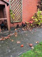 Wyandotte Haan gratis, Dieren en Toebehoren, Pluimvee, Mannelijk, Kip