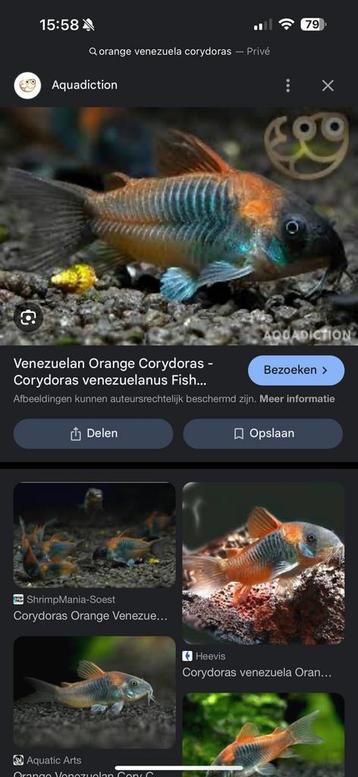 Corydoras venezuelan orange kweekgroep beschikbaar voor biedingen