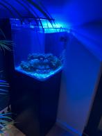 Zeeaquarium BlueMarine Reef 60 + meubel., Dieren en Toebehoren, Vissen | Aquaria en Toebehoren, Ophalen of Verzenden, Gebruikt