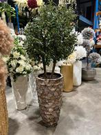 Olijfboom Magnolia Bloessem ect ect jou wens jou smaak, Ophalen of Verzenden, Nieuw, Binnen