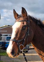 Luxe 7jarige merrie 161cm super braaf en vooral eerlijk, Dieren en Toebehoren, Paarden, Merrie, Gechipt, L, 7 tot 10 jaar