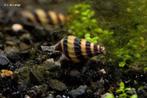 Helena slakken 0,50 per stuk, Dieren en Toebehoren, Vissen | Aquariumvissen, Slak of Weekdier