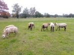 Maasduinen rammen, Dieren en Toebehoren, Mannelijk, Schaap
