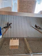 5 jonge rijstvogels - geslacht onbekend, Dieren en Toebehoren, Geslacht onbekend, Tropenvogel, Geringd