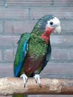 Cuba amazone, Dieren en Toebehoren, Mannelijk, Papegaai, Geringd